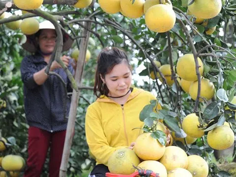 Hòa Bình hỗ trợ nông dân tiêu thụ hết sản phẩm cây ăn quả có múi