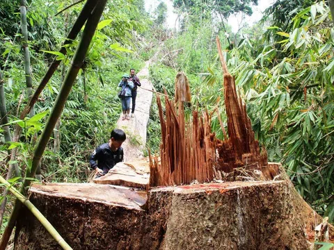 Kiên Giang: Xử lý nghiêm hành vi phá rừng và lấn chiếm đất rừng