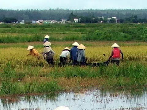 Hàng nghìn hecta lúa Đông Xuân tại Bình Định bị ngập úng