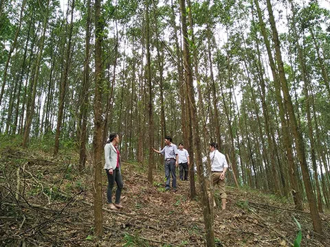Bắc Giang: Khuyến khích đầu tư trồng rừng thâm canh gỗ lớn