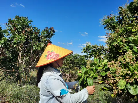 Mùa hoa đào lộn hột ở Gia Lai