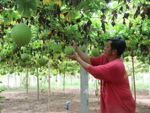 Trà Vinh: Năm 2022 chuyển 1.400 ha sang cây trồng hiệu quả cao