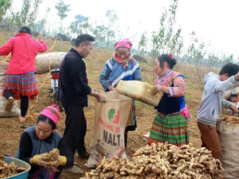 Cây gừng giúp xóa đói giảm nghèo cho người dân vùng cao Hà Giang