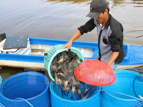 Bạc Liêu: Tiếp tục phát triển các cơ sở sản xuất tôm giống chất lượng cao