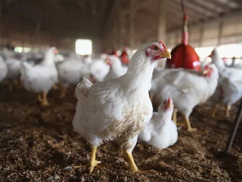 Dịch cúm gia cầm H5N1 bùng phát tại Czech và Slovenia