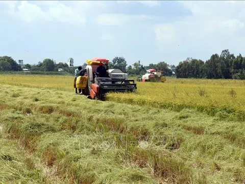 Giá lúa xu hướng tăng, nông dân Kiên Giang bớt lo