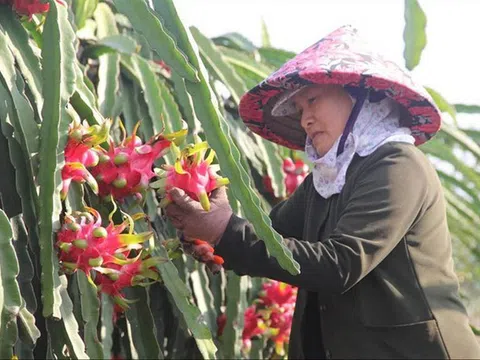 Long An: Tăng chất lượng, mở rộng thị trường mới cho nông sản xuất khẩu