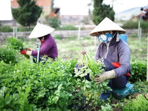 Lâm Đồng: Cung ứng hơn 850 nghìn tấn rau củ cho thị trường Tết