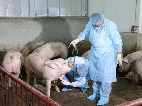 Tiền Giang: “giờ vàng” dập dịch bệnh tả lợn châu Phi