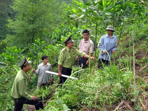 Yên Bái: Tạo nguồn tài chính bền vững cho bảo vệ, phát triển rừng