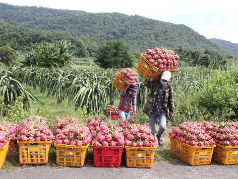 Tiền Giang: Nhà vườn trồng thanh long "lao đao" vì thương lái không mua
