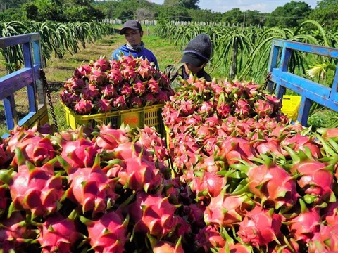 Bình Thuận:  Nghiên cứu đa dạng phương thức xuất khẩu thanh long