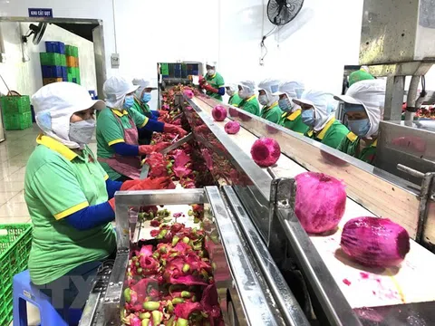 Đồng Nai ra quân xuất khẩu lô hàng trái cây chế biến đầu tiên năm 2022