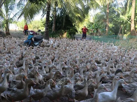 Đồng Tháp: Phát triển ngành hàng vịt trong tái cơ cấu nông nghiệp