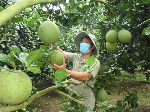 Bà Rịa-Vũng Tàu giảm mạnh diện tích trồng trái cây phục vụ Tết