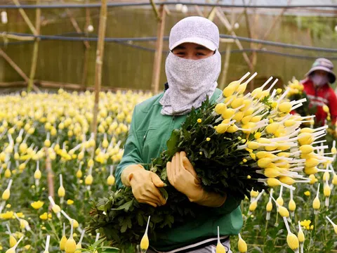 Lâm Đồng:  Gần 1,4 tỷ cành hoa cho thị trường Tết Nguyên đán