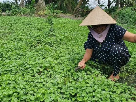 Nông dân Bạc Liêu lãi cao do rau màu được giá