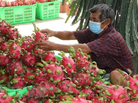 Tìm các giải pháp tiêu thụ trái thanh long