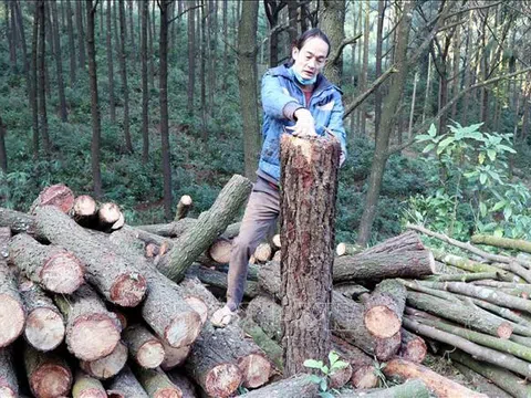 Hà Tĩnh: Người dân phản ứng việc tỉa thưa rừng thông tại chùa Chân Tiên