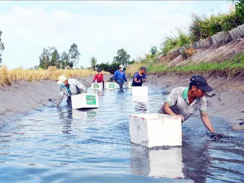 Cà Mau: Người nuôi tôm càng xanh rộn ràng mùa thu hoạch