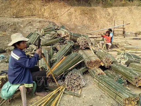 Thanh Hoá: Người trồng luồng, vầu tại Thanh Hoá khó khăn khi giá xuống thấp