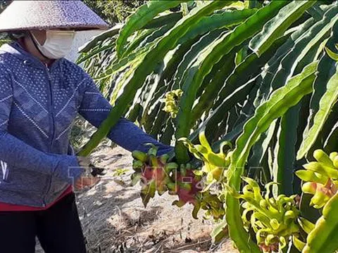 Bà Rịa-Vũng Tàu: Gắn kết sản xuất, chế biến nông sản với thị trường tiêu thụ