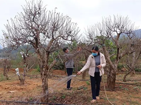 Hoà Bình: Giữ gìn giống đào bản địa nơi vùng cao