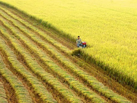 Trà Vinh: Phát triển vùng nguyên liệu an toàn phục vụ cho xuất khẩu