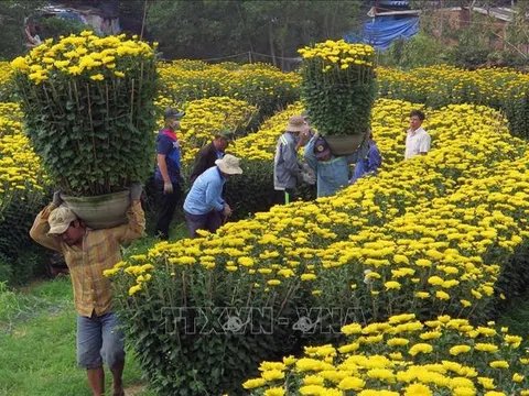 Rộn ràng làng hoa cúc chậu ở xứ rau Lâm Đồng