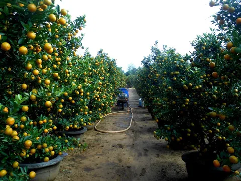 Nam Định: Người trồng quất với nỗi lo thất thu vì tiêu thụ chậm