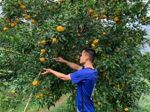 Thanh Hoá: Người dân vùng cao tăng thu nhập từ sản phẩm quýt bản địa