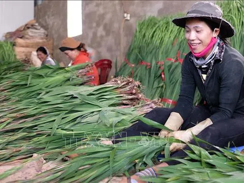 Lâm Đồng giá hoa lay ơn tăng cao ngay đầu vụ Tết