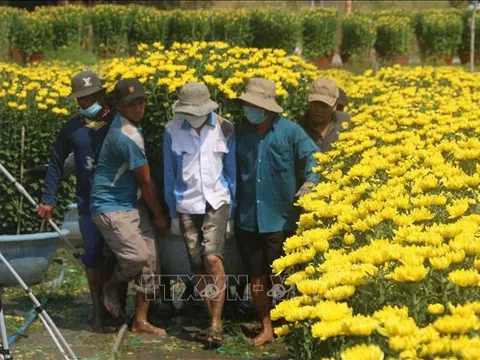 Bà Rịa-Vũng Tàu: Hoa Tết tại vườn tiêu thụ nhanh, giá tăng nhẹ