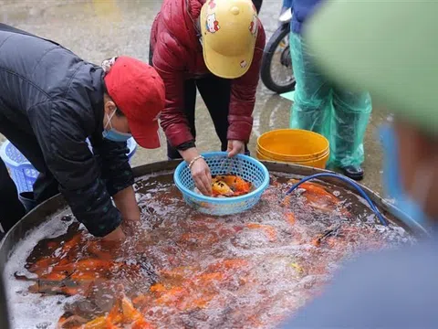 Hàng hóa cho ngày tiễn Táo quân về trời dồi dào, giá ổn định