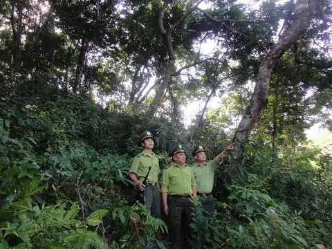 Bắc Giang ngăn chặn, xử lý các vi phạm về quản lý bảo vệ rừng