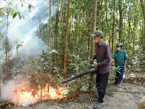 Bà Rịa-Vũng Tàu: Chủ động phòng chống cháy rừng dịp Tết Nguyên đán