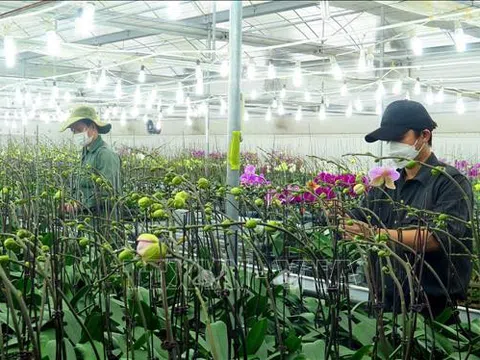 Thừa Thiên – Huế: Ứng dụng công nghệ nâng cao chất lượng hoa Tết