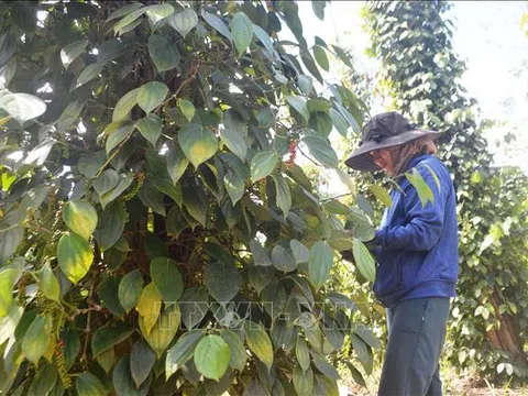 Đắk Nông: Hồ tiêu được mùa, được giá