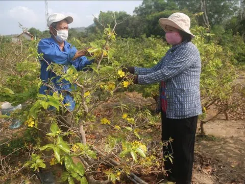 Bà Rịa-Vũng Tàu: Thất thu vụ mai Tết