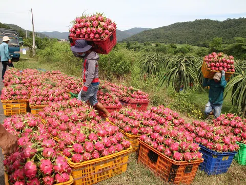 Cần Thơ: Giá thanh long cận Tết sụt giảm