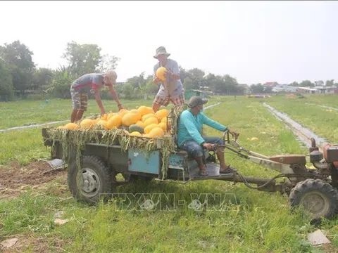 Trái cây Tết ở Bà Rịa-Vũng Tàu tiêu thụ mạnh