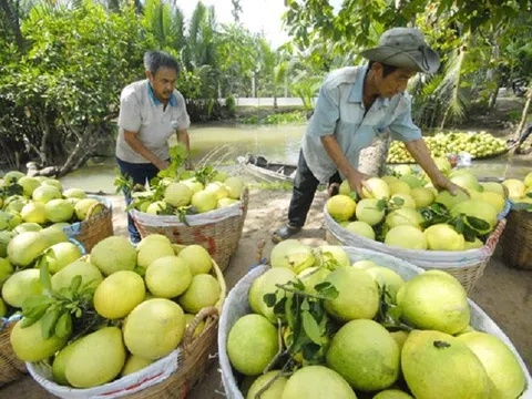 Nhà vườn Trà Vinh thất thu vụ trái cây bán Tết