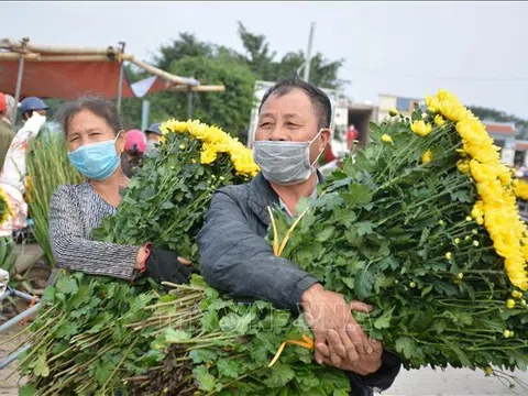 Giá tăng cao, người trồng hoa Nam Định trúng lớn