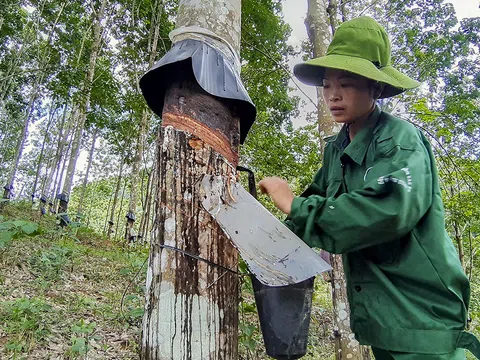 Hành trình 14 năm cây cao su trên đất Điện Biên