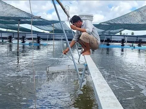 Con tôm Việt đón sóng cơ hội trong năm 2022