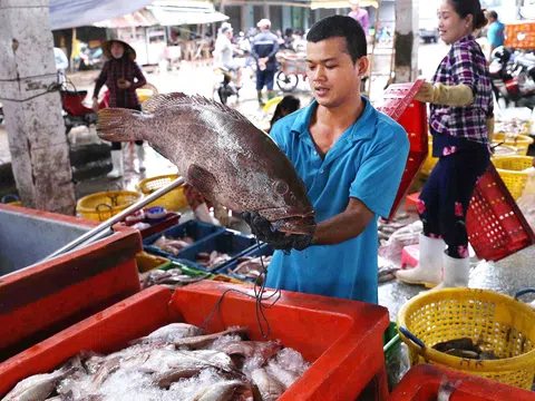 Kiên Giang vượt khó phục hồi các ngành kinh tế chủ lực