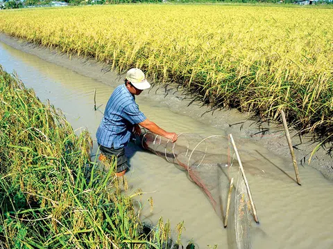 Năm 2022, cả nước sẽ phát triển 200 nghìn ha tôm-lúa