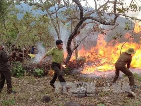 Bình Thuận: Phòng, chống cháy rừng trong thời kỳ cao điểm mùa khô