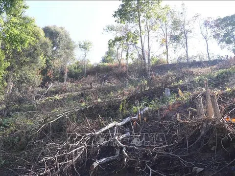 Đắk Lắk: Xác minh việc thi công đường Trường Sơn Đông làm thiệt hại hơn 15 ha rừng đặc dụng