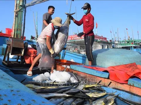 Bình Định: Những chuyến đi biển xuyên Tết trở về thắng lợi